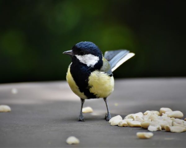 Great tit