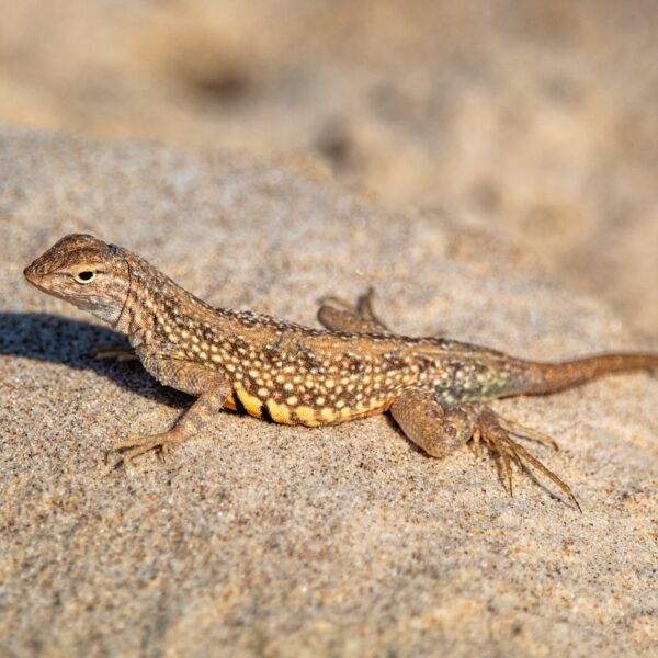 lizard