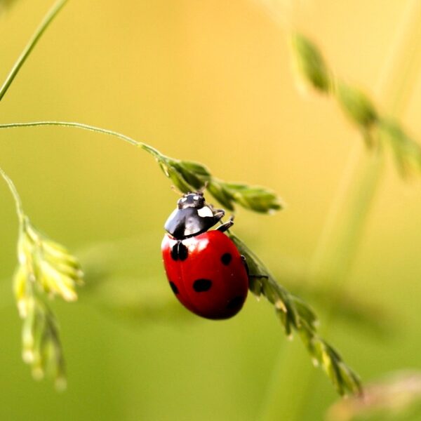 Ladybird