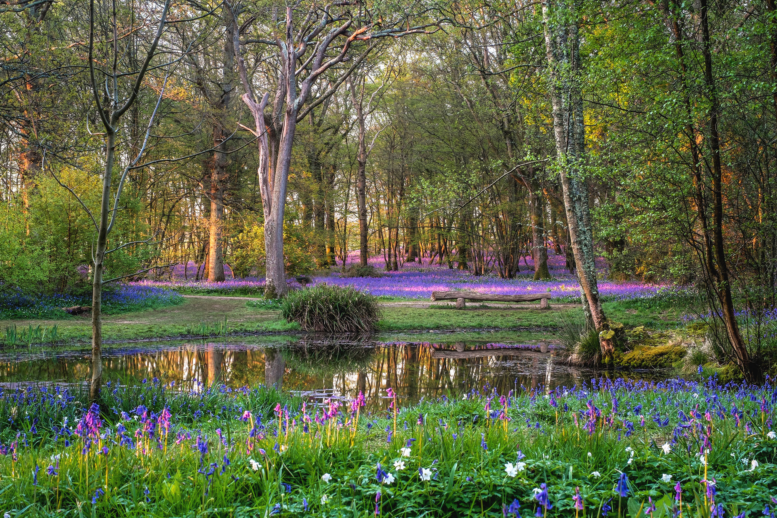 Arlington Bluebell Walk & Farm Trail