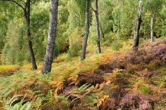 Craigellachie National Nature Reserve