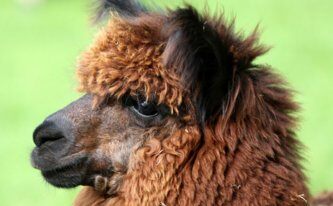 Blair Drummond Safari Park